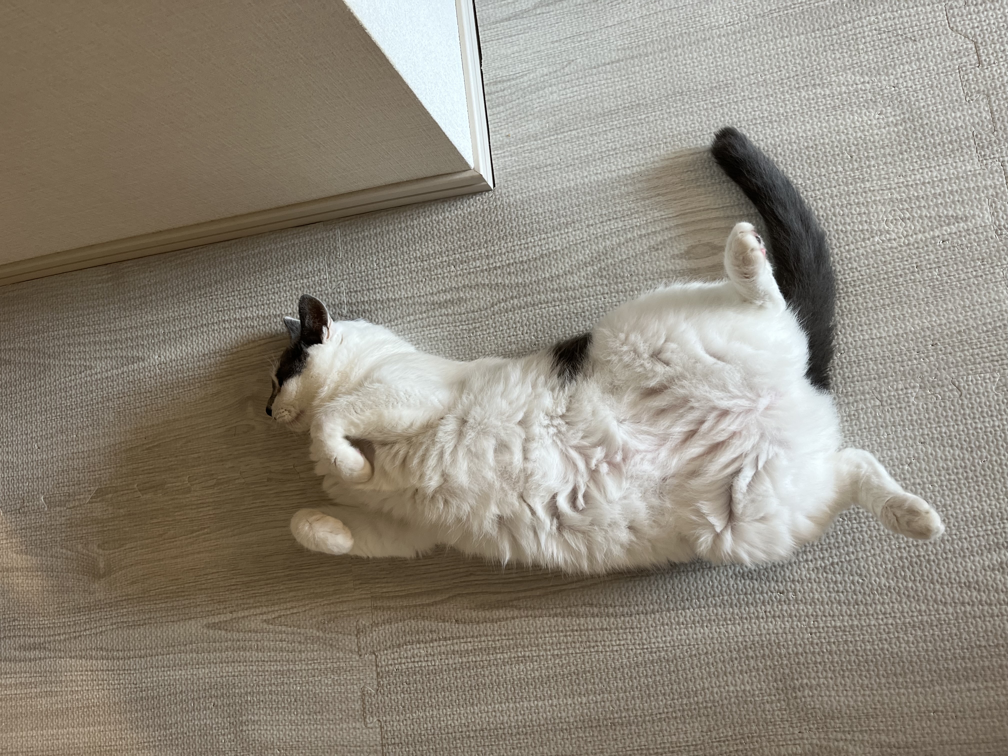 マットを敷いて嬉しそうなねね