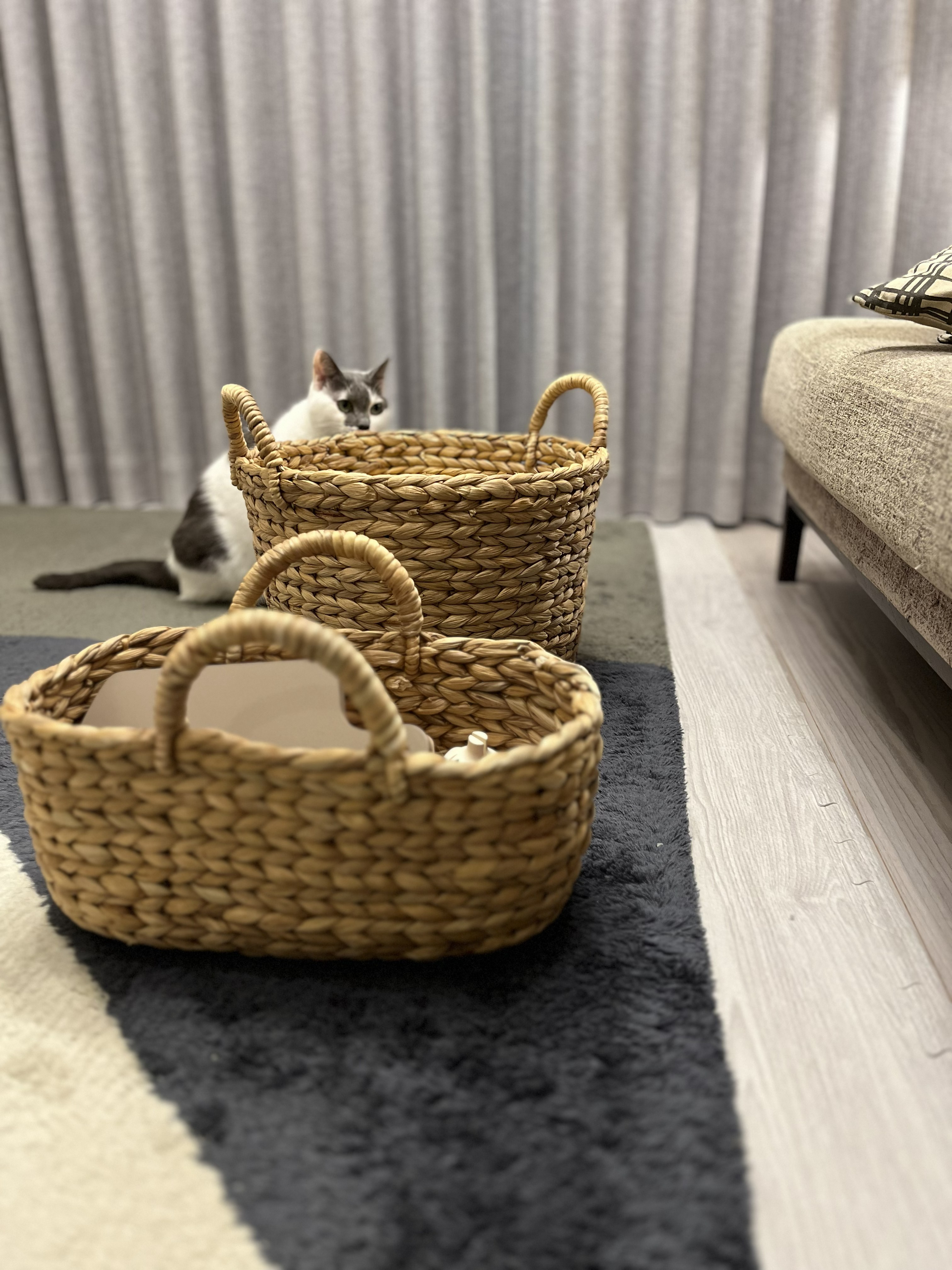 ねねがカゴを狙っている様子